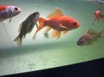 Vissen voor aquarium of vijver, Dieren en Toebehoren, Vissen | Aquariumvissen, Vis, Zoetwatervis