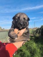 Prachtige Shepsky puppy’s, Dieren en Toebehoren, Honden | Niet-rashonden, België, CDV (hondenziekte), 8 tot 15 weken, Groot