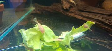 L144 albino plecos (algeneter) beschikbaar voor biedingen