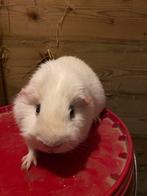 Wit donkeroogbeer te koop, Dieren en Toebehoren, Knaagdieren, April, Mannelijk, Cavia