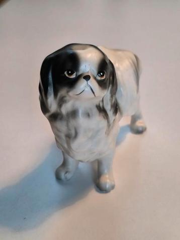Japanse Spaniel, Enlèvement ou Envoi