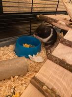 Hamster, Animaux & Accessoires, Rongeurs, Hamster, Août, Domestique, Femelle