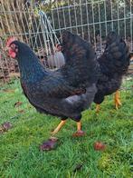 Barnevelder hennen dubbelgezoomd., Vrouwelijk, Kip