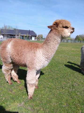 Alpaca merrie beschikbaar voor biedingen