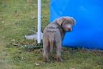 Labrador pups, silver, met stamboom, Parvo, België, 8 tot 15 weken, Labrador retriever