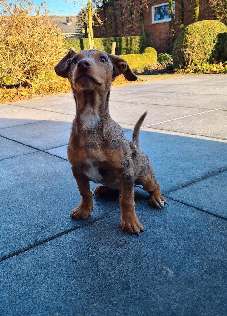 chiots Jack Russell, Animaux & Accessoires, Chiens | Jack Russell & Terriers, Chien (mâle), Jack Russel Terrier, Éleveur | Professionnel