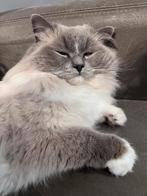 Ragdoll dekkater 500 euros pour la couverture