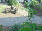 franse buldog pups, Dieren en Toebehoren, Honden | Bulldogs, Pinschers en Molossers, België, Fokker | Hobbymatig, Reu, CDV (hondenziekte)