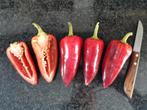 5 zaden paprika Violet sparkle - biologische teelt, Verzenden, Voorjaar, Volle zon, Zaad