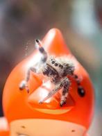 Springspin “Phidippus Regius white Bahamas”, Dieren en Toebehoren, Reptielen en Amfibieën, Overige soorten, 0 tot 2 jaar