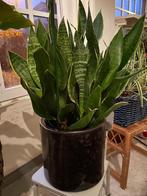 Plant, Ophalen of Verzenden