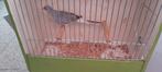 Diamantduif, Dieren en Toebehoren, Vogels | Overige Vogels