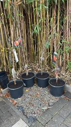 Fruitbomen, Tuin en Terras, Planten | Tuinplanten, Ophalen