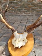 bois de cerf avec crâne, Collections, Collections Animaux, Enlèvement, Utilisé, Cerf, Crâne