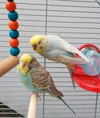 Couple perruche arc-en-ciel avec cage et accessoires, Plusieurs animaux, Perruche