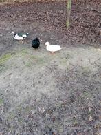 wit hollands kwaker mannetje, Dieren en Toebehoren