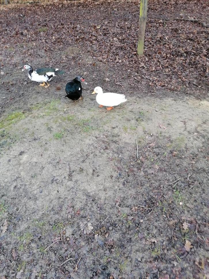 wit hollands kwaker mannetje, Animaux & Accessoires, Volatiles