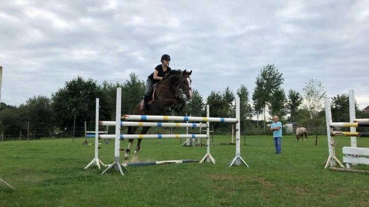 Gezocht gemotiveerde springruiter/amazone, Dieren en Toebehoren, Paarden en Pony's | Overige Paardenspullen, Springen, Ophalen