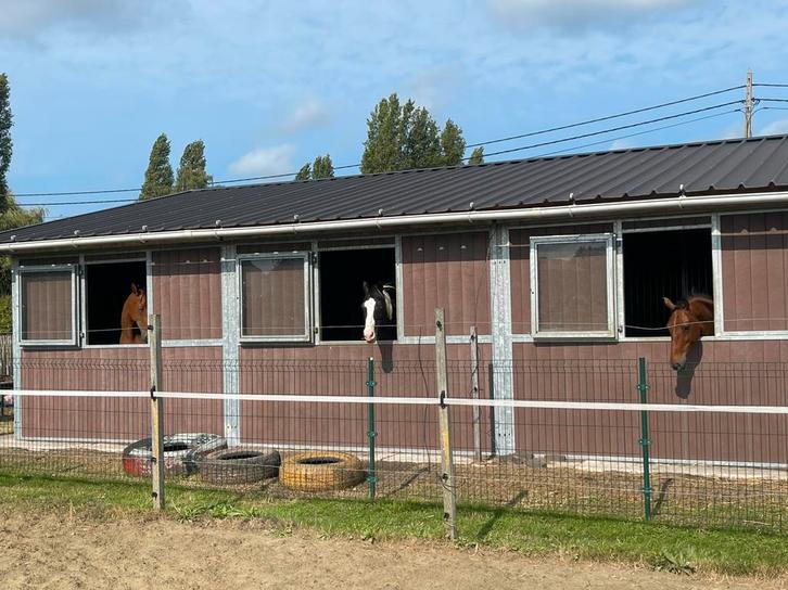 Stal + weidegang te huur in Duffel, Dieren en Toebehoren, Stalling en Weidegang, Weidegang