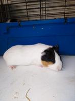 Cavia, Octobre, Femelle, Cobaye