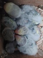 Agapornis roseicollie babys handtam handopfok, Dieren en Toebehoren, Vogels | Parkieten en Papegaaien