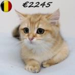 Britse Korthaar - Belgische kittens (golden shaded), Dieren en Toebehoren, Katten en Kittens | Raskatten | Korthaar, Meerdere dieren