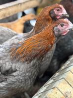 Marans hennen te koop, Dieren en Toebehoren, Pluimvee, Vrouwelijk, Kip