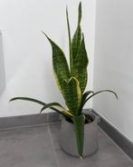 Stijlvolle Sansevieria 63 cm sterke plant met moderne pot, Ophalen