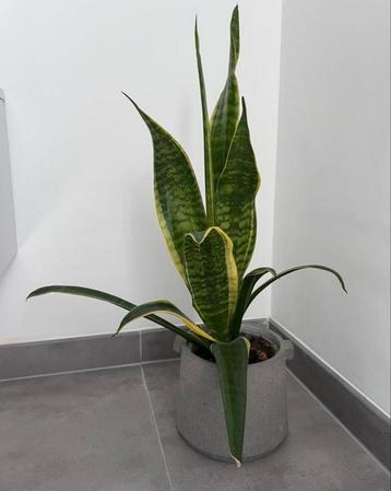 Stijlvolle Sansevieria 63 cm sterke plant met moderne pot beschikbaar voor biedingen