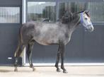 Mega knappe D ruin, Ruin, 3 tot 6 jaar, Gechipt, Onbeleerd