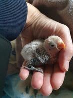 Dwergpapegaai, Dieren en Toebehoren, Vogels | Parkieten en Papegaaien, Meerdere dieren, Dwergpapegaai of Agapornis, Geringd