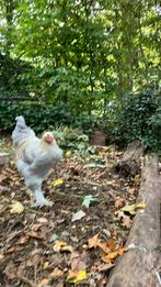 Prachtige brahma haan kleur Isabel, Dieren en Toebehoren, Mannelijk, Kip