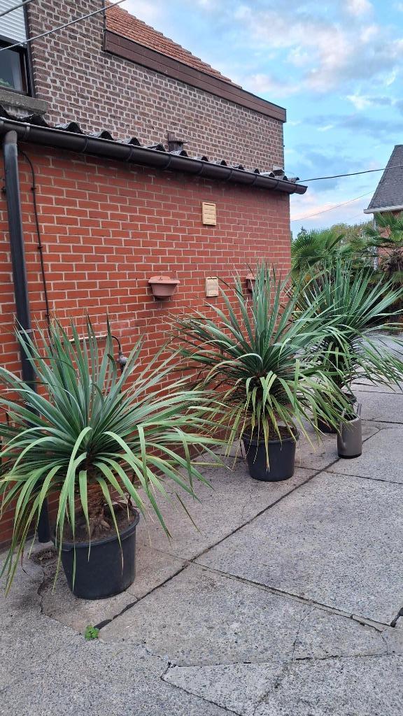 Dracaena draco / drakenbloedboom, Huis en Inrichting, Kamerplanten, Overige soorten, 100 tot 150 cm, Groene kamerplant, Volle zon