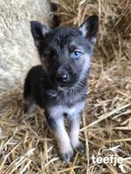 Prachtige Shepsky puppy’s