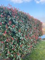 Photinia red Robin glans mispel, Ophalen, Haag