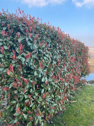 Photinia red Robin glans mispel  beschikbaar voor biedingen