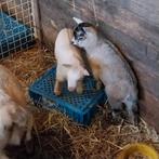 Dwerg geiten, Dieren en Toebehoren