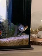 Aquarium + toebehoren, Dieren en Toebehoren, Ophalen, Gebruikt, Gevuld zoetwateraquarium