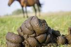 Paarden mest van 2 paarden en 1 shetlander, Dieren en Toebehoren