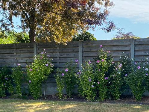 Hibiscus/Chinese roos. Vaste plant. Winterhard., Tuin en Terras, Planten | Tuinplanten, Vaste plant, Volle zon, Zomer, Ophalen