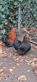 Chocin kriel toompje, Dieren en Toebehoren, Pluimvee