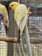 6 Jonge halsband parkieten 2024, Dieren en Toebehoren, Vogels | Parkieten en Papegaaien, Geslacht onbekend, Parkiet, Geringd