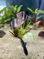 Black ruby barb MOET DRINGEND WEG, Dieren en Toebehoren, Vis, Zoetwatervis, Schoolvis