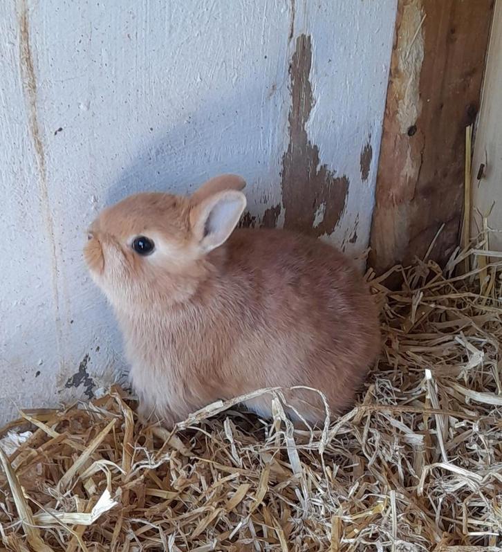 Jong  oranje kleurdwerg, Animaux & Accessoires, Lapins, Nain, Femelle, 0 à 2 ans
