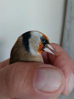 vrouw Parva d'Algérie Baguè (DZ) 2.5.5 jaar 2025, Dieren en Toebehoren, Vogels | Overige Vogels, Vrouwelijk, Wildzangvogel, Geringd