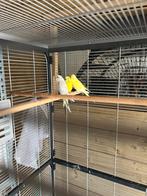 Grasparkieten, Dieren en Toebehoren, Vogels | Parkieten en Papegaaien