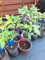 BIOLOGISCHE PAPRIKA- EN TOMATENPLANTEN, Tuin en Terras, Ophalen of Verzenden