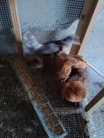 Kippen, Dieren en Toebehoren