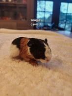 Us teddy cavia's, Dieren en Toebehoren, Knaagdieren, Cavia, November, Meerdere dieren, Tam