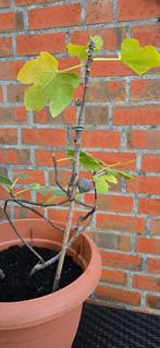 Figuier Ficus Carica, Figuier, En pot, Plein soleil, Moins de 100 cm